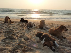 Stray dogs beach