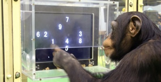 scimmie_matematica